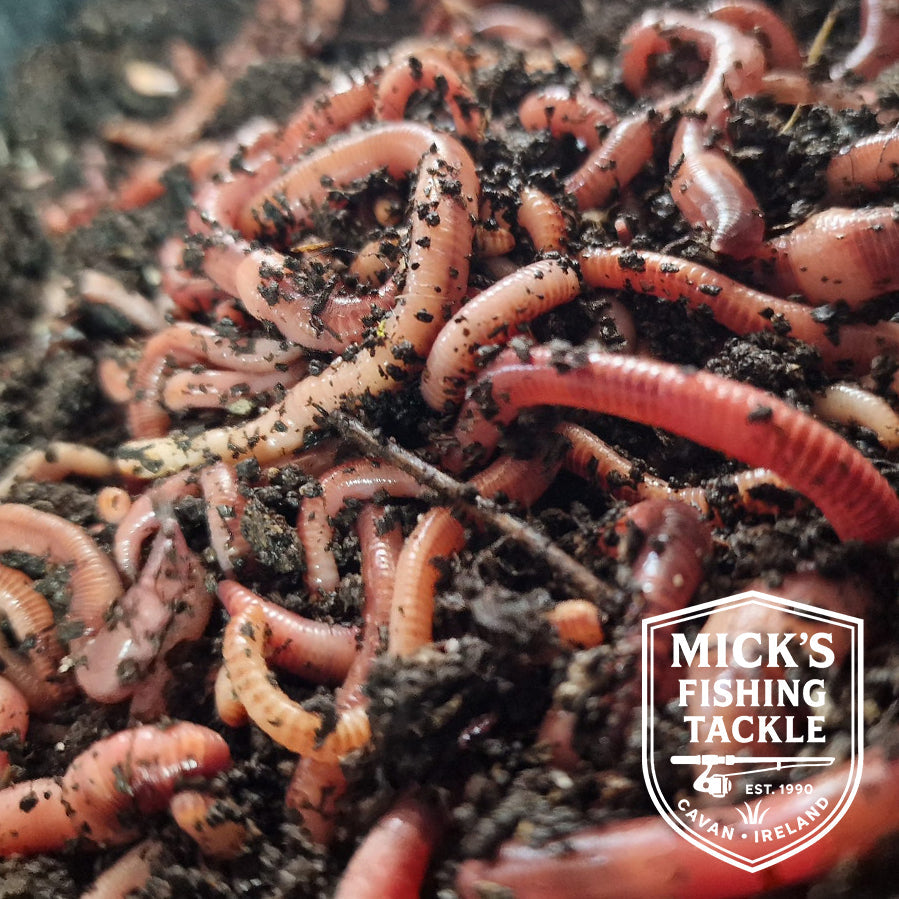 BAIT & FEED | Mick's Fishing Tackle Cavan – Micks Fishing Tackle